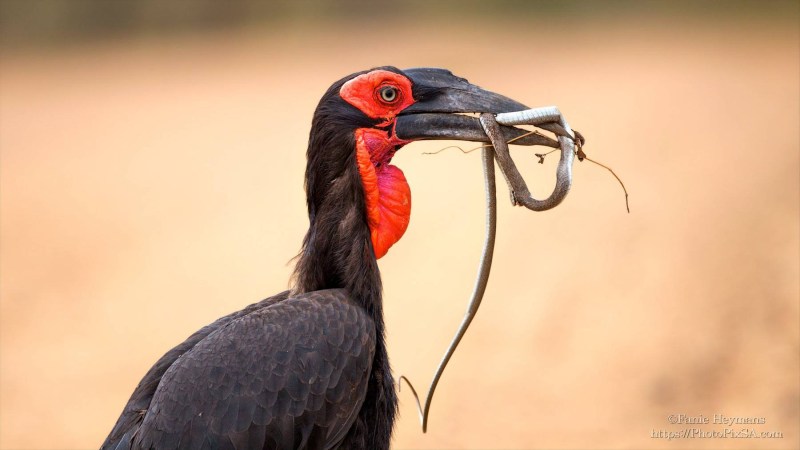 Southern Ground Hornbill with snake