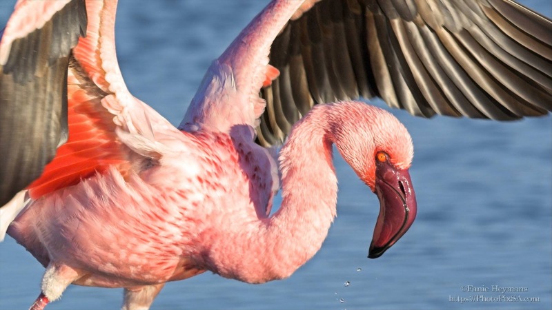 Lesser Flamingo with open wings