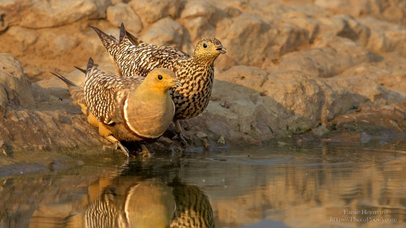 Sandgrouse Male and Female Drinking water