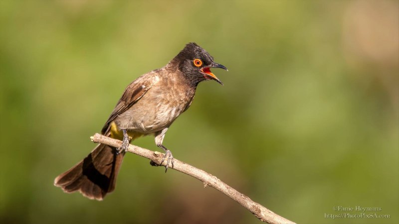 African red-eyed bulbul with green background