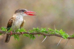 Brown Hooded Kinfisher on branch