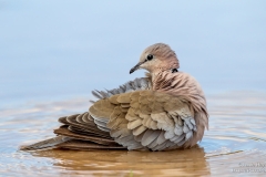 Cape Turtle-Dove taking a bath