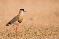 Crowned Lapwing walking
