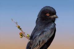 African Fork Tailed Drongo on a beautiful blue brown background
