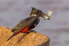 Giant Kingfisher with a fish