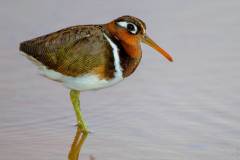 Greater painted-snipe in waterpool