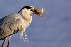 Grey Heron with a big fish