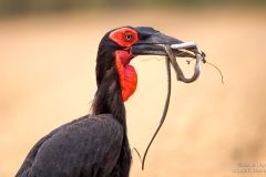 Southern Ground Hornbill with snake