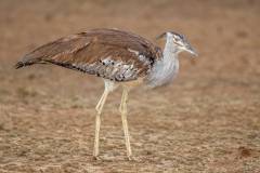Kori Bustard in Kgalagadi desert
