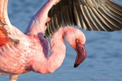 Lesser Flamingo with open wings