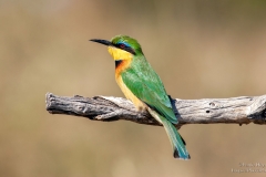Litlle Bee-eater with beutiful background