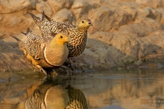 Sandgrouse Male and Female Drinking water
