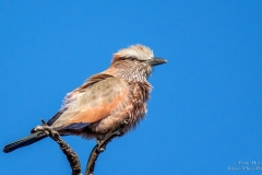 Purple Roller on blue background