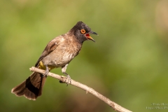 African red-eyed bulbul with green background