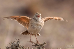 Stark's lark flapping its wings