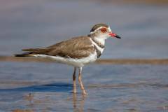 Three-banded plover walking the lake edge