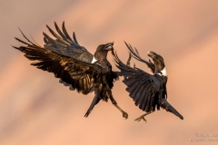 Two White Necked Raven fighting mid air