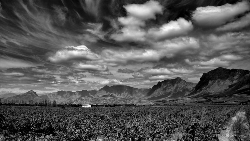 South African Winelands in Western Cape