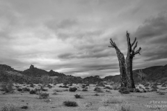 Dead Quiver tree Richtersveld desert