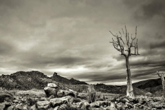 Devils fork Quiver tree Richtersveld