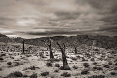 Quiver tree graveyard Richtersveld South Africa