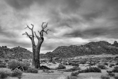 Dry Africa and Quiver Tree with clouds