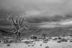 Richtersveld Landscape with Quiver tree