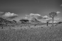 Quiver Tree and Rocky Mountains in Ricthersveld