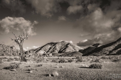 Quiver Tree Mountains in Ricthersveld with dead quiver tree