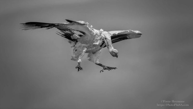 Cape Vulture Landing at Giants Castle Vulture Hide
