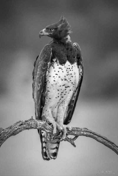 Martial Eagle Nossob Kgalagadi South Africa