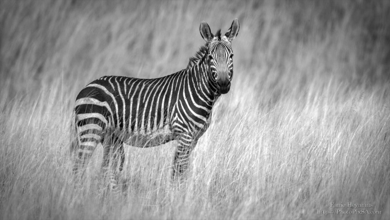 Mountain Zebra in grasslands