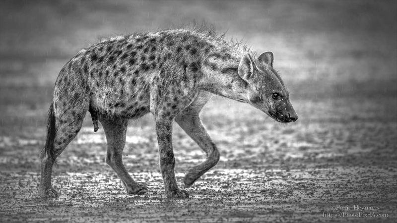Hyena walking in rain at Kgalagadi