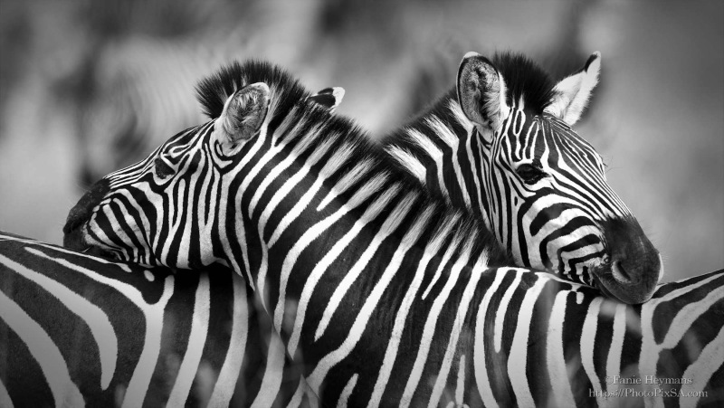 Hugging Zebras