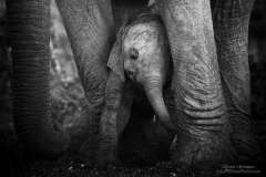Baby Elephant love between moms legs