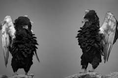 TwoBateleur Eagles dancing