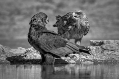 Tawny Eagle and juvenile Bateleur eagle