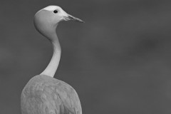 Blue Crane bird St Helena Bay Western Cape