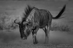 Angry Blue Wildebeest