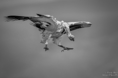 Cape Vulture Landing at Giants Castle Vulture Hide