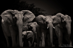 Herd of Elephants in Africa