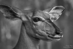 Female Kudu at Kruger National Park