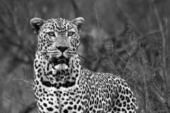Leopard on ant hill in Kruger National Park