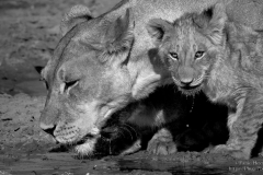 Lion cub with lioness drinking water