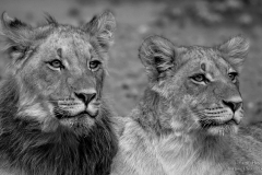 Young lions portrait Kgalagadi