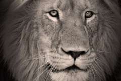 Characteristic mane of a big male Lion