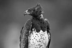 Martial Eagle Nossob Kgalagadi South Africa