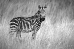 Mountain Zebra in grasslands