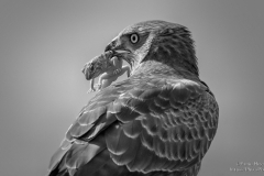 Pale Chanting Goshawk with a reptile in its beak