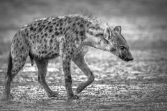 Hyena walking in rain at Kgalagadi